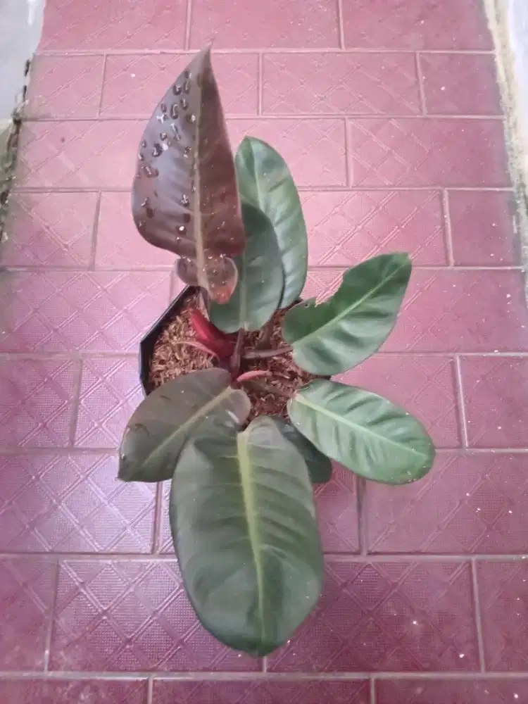 Philodendron black cardinal