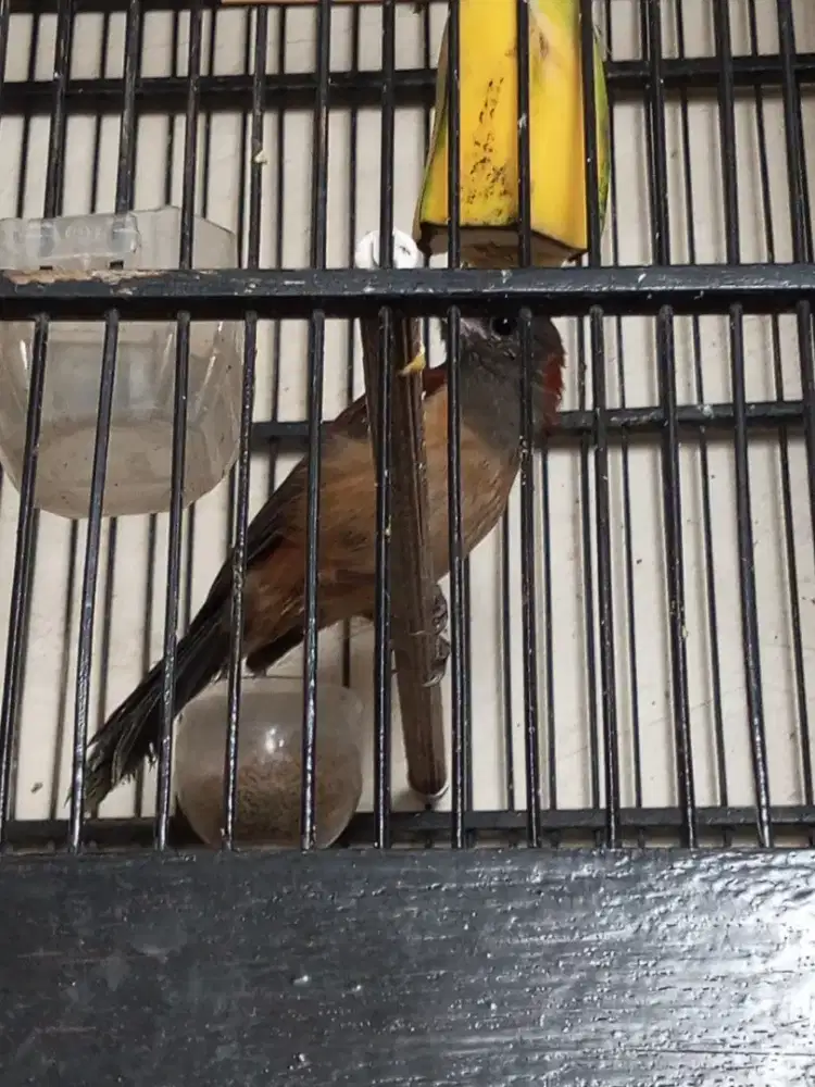 Burung pitohui mulus gacorr