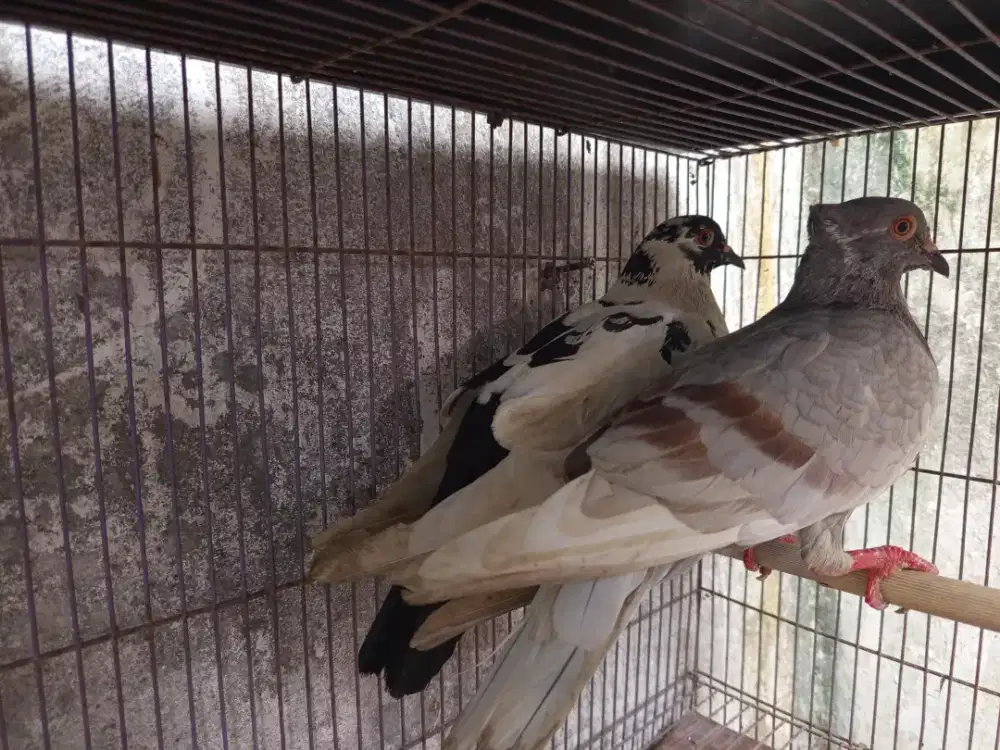 Burung dara sepasang