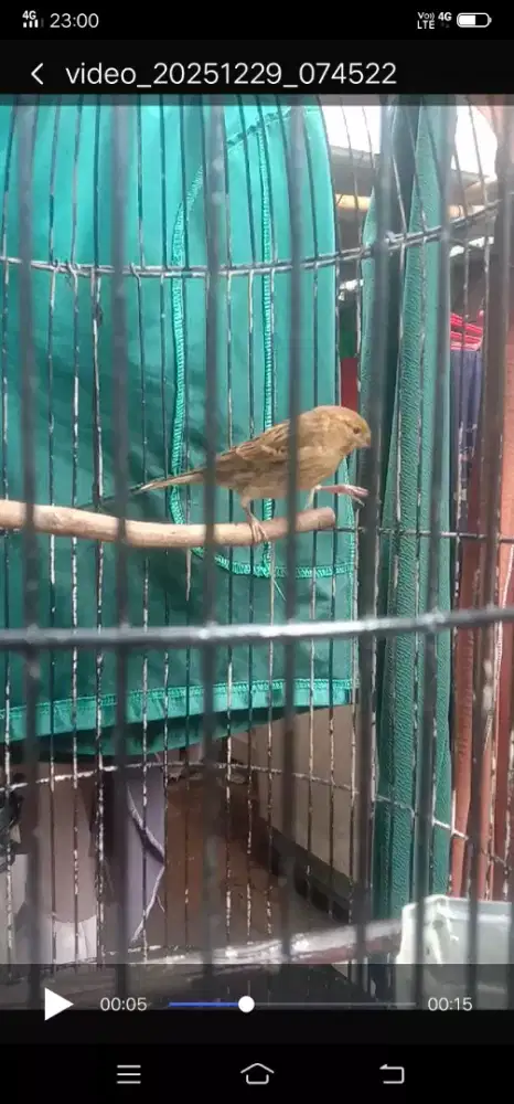 burung kenari f1