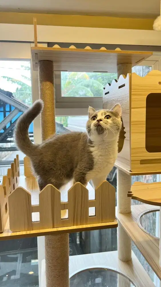 British shorthair bico blue gembul