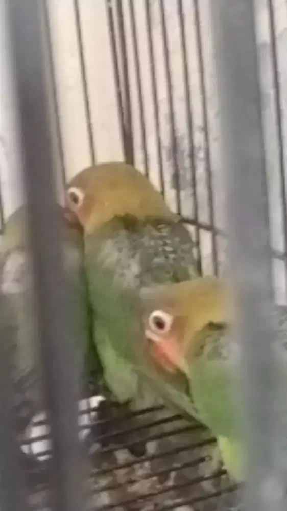 anakan burung umur +-2blnt