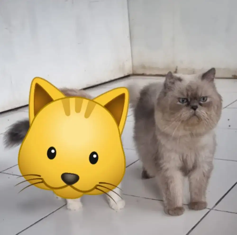 Lepas adopt kucing persia mix himalaya jantan