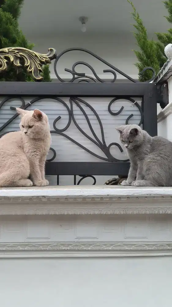 British Short hair blue solid dan Lilac murce