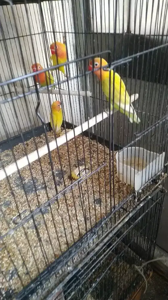 Di jual love birb gen turunan lutino umur jalan 4 bulan