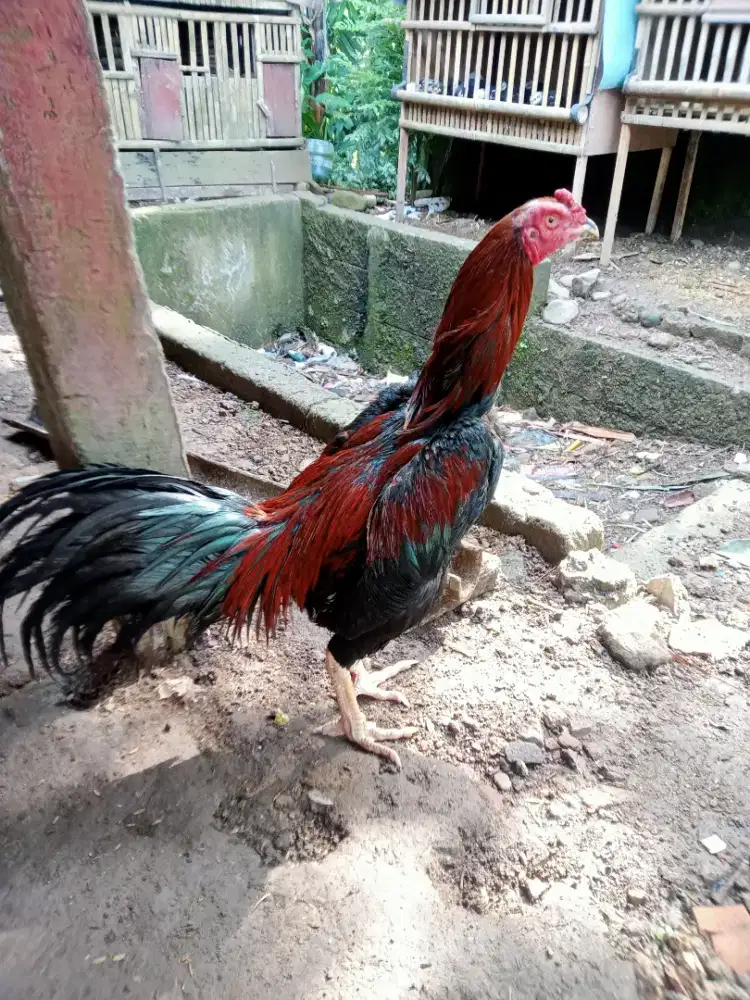 Ayam Bangkok jalu