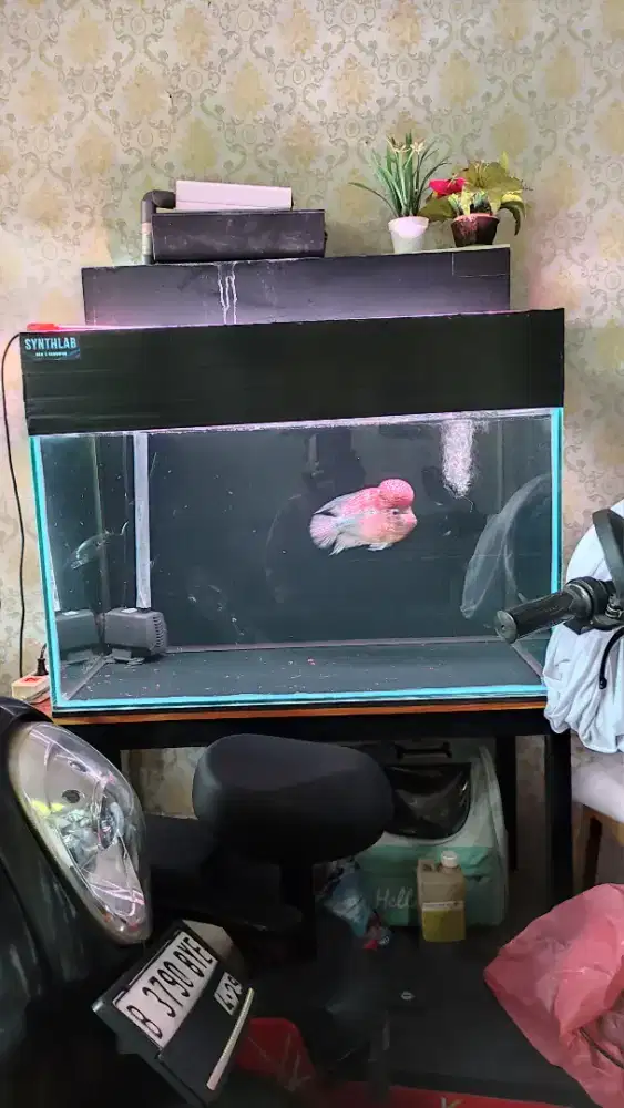 Aquarium 88x52x65 8ml background hitam fulset tinggal colok dan ikan