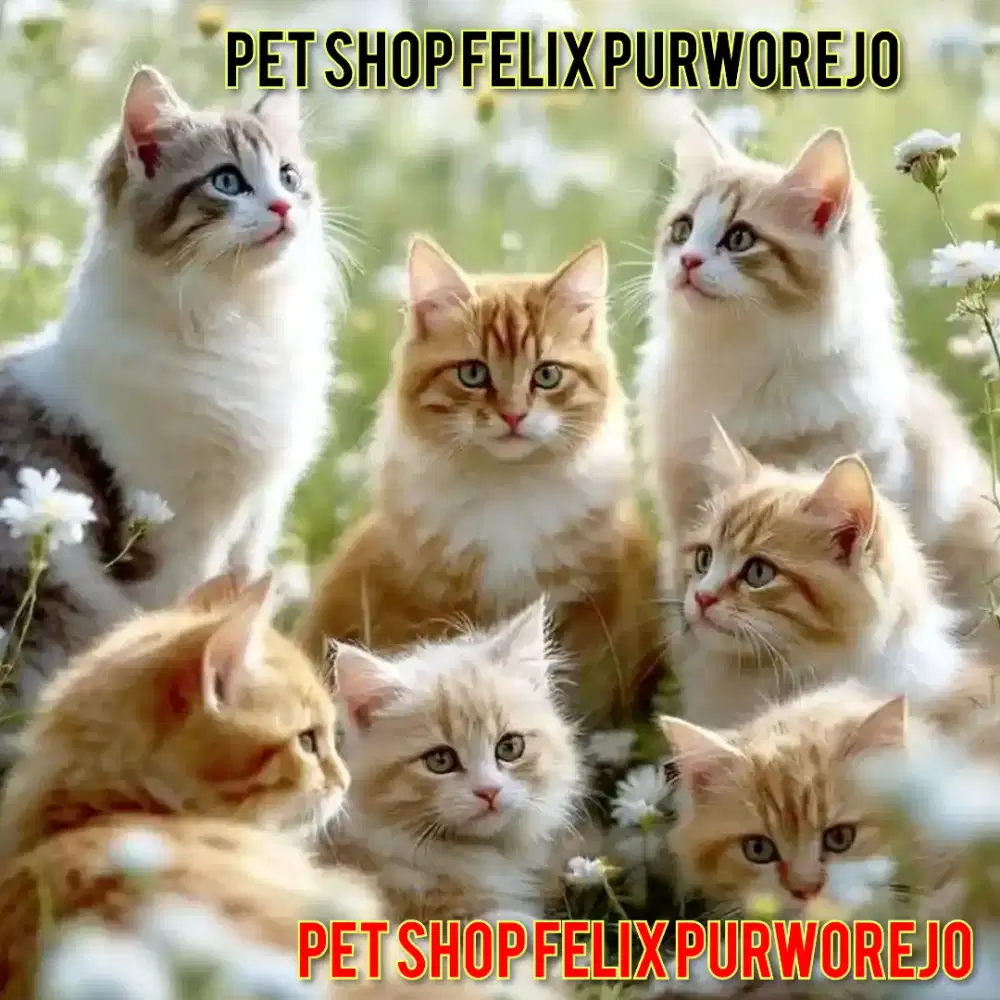 Groming khusus Kucing di Pet Shop Felix Purworejo