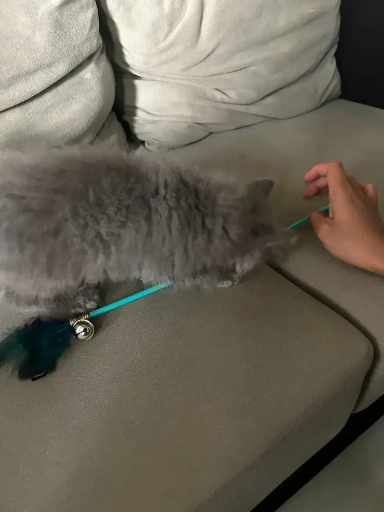 Lepas adopsi persia jantan