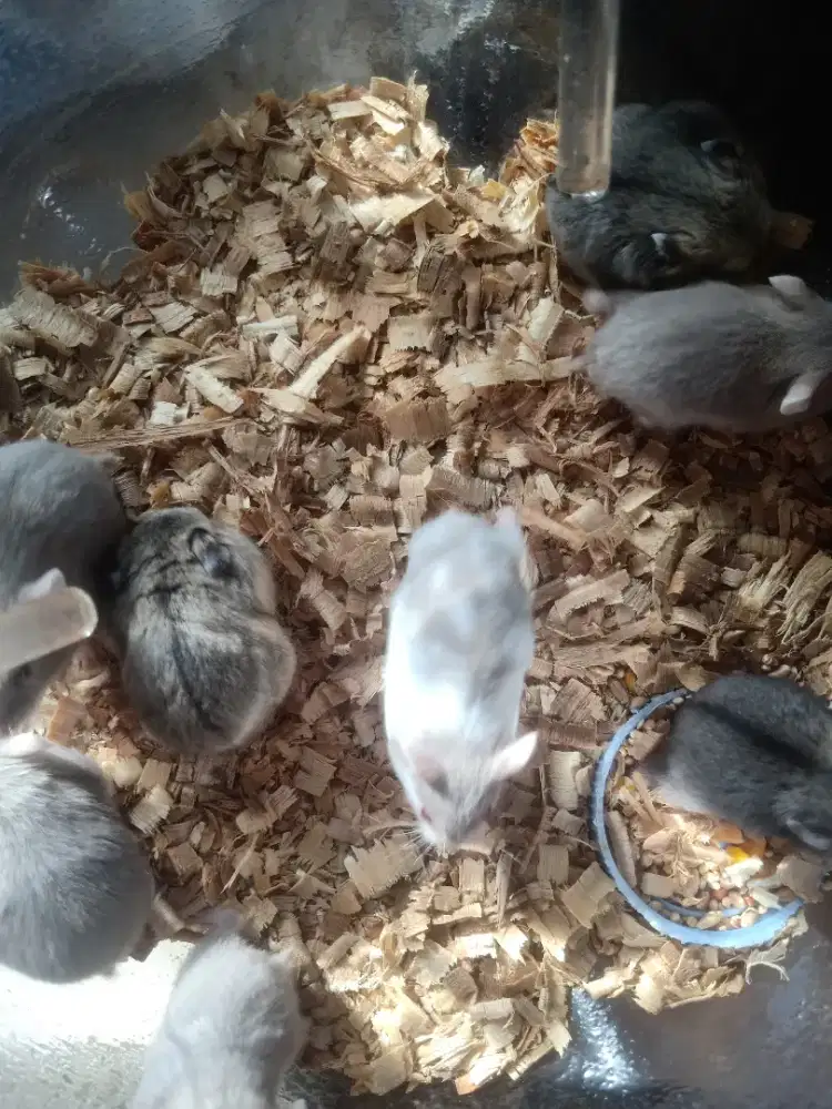 Hamster campbell dan syirian