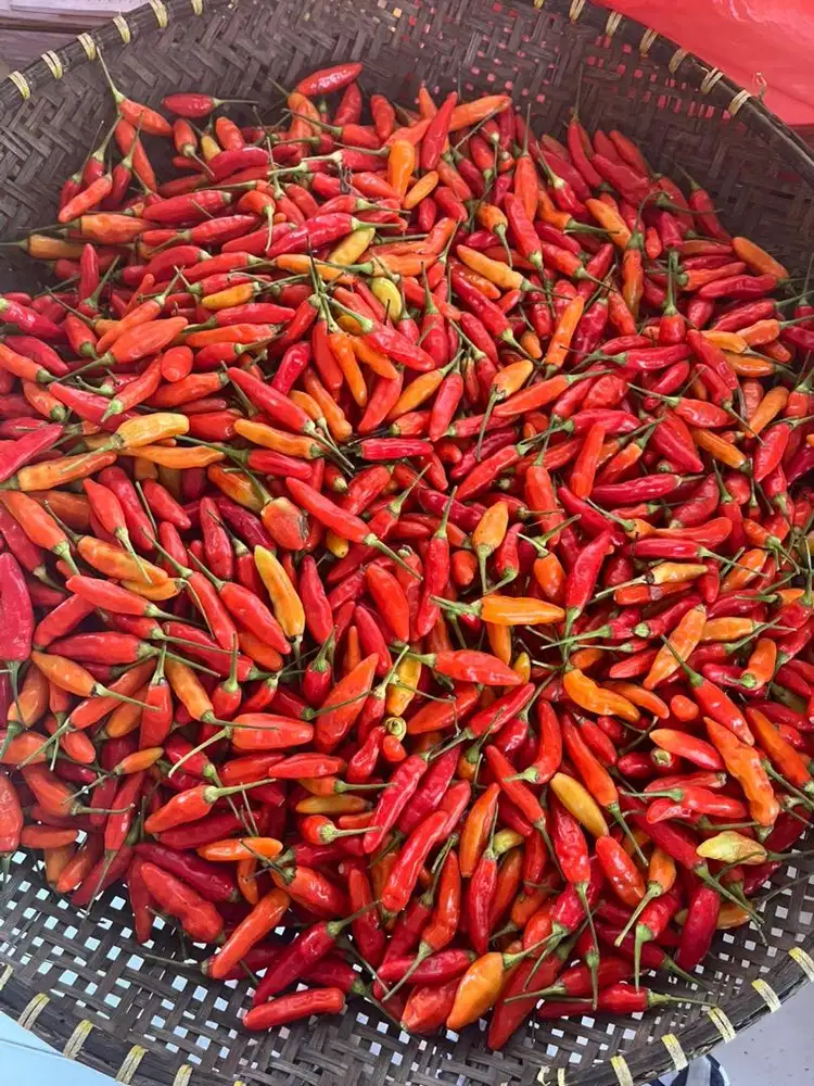 Dibutuhkan untuk Cuci piring di rmh makan