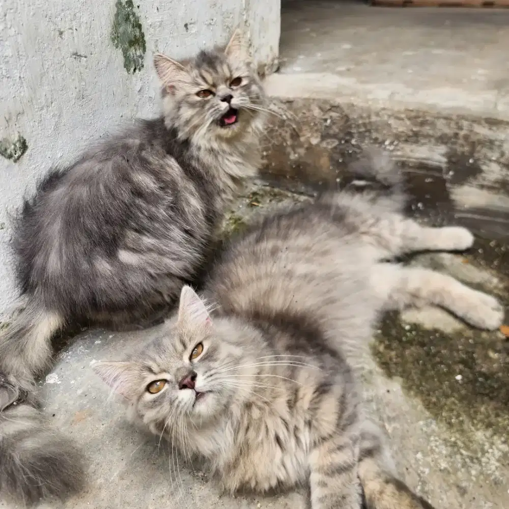 Lepas adopt kucing persia jantan betina