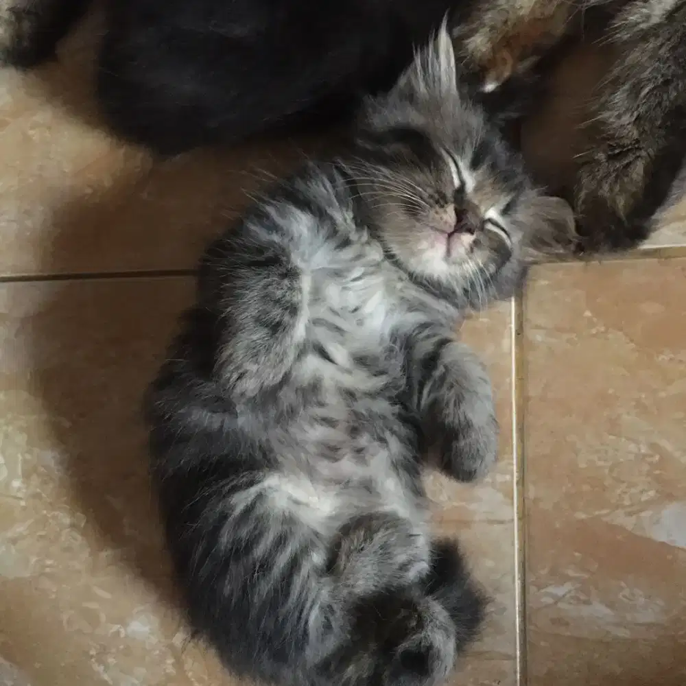 Kucing Kitten Anak Kucing Persia Himalaya