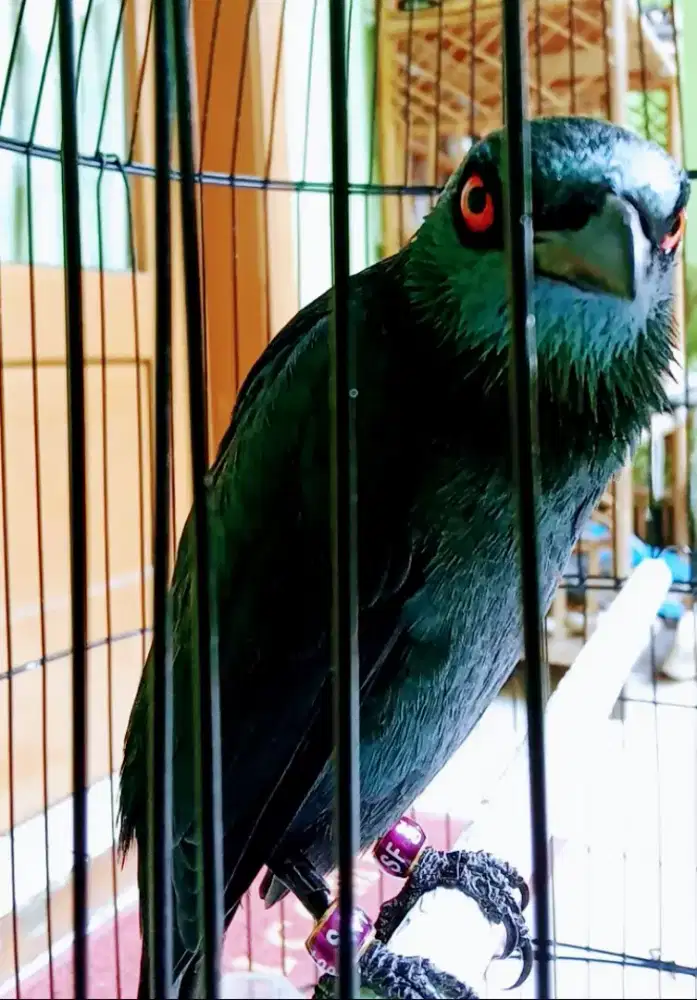 Camperling isian melimpah