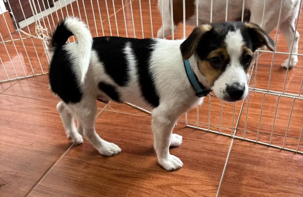 Jack russell mix coliie 4 bulan