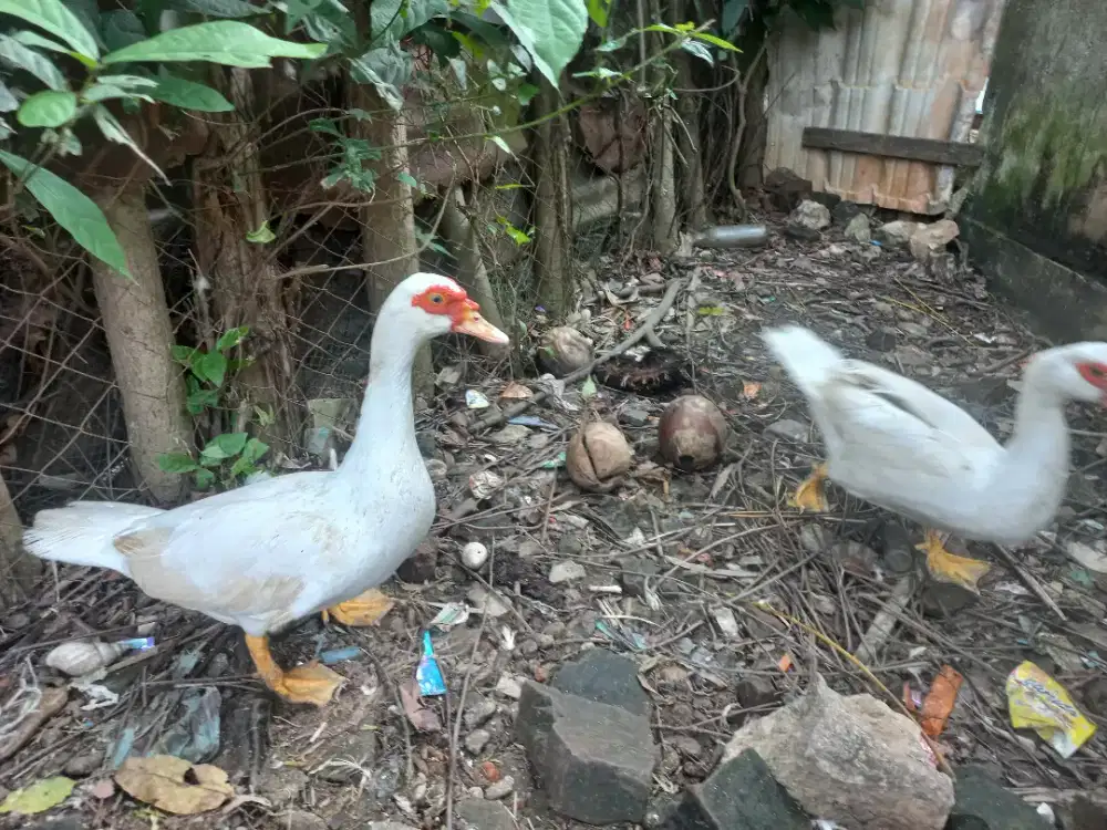 Di Jual Betina Entok Rambon