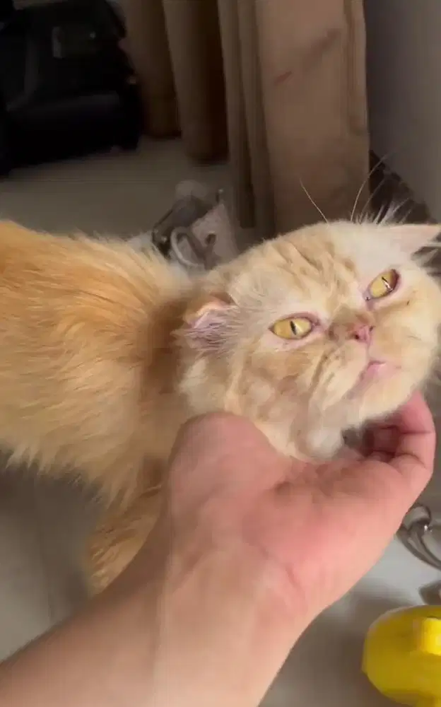 Scottish fold jantan bisa kawin