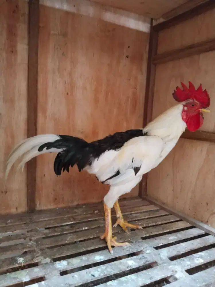 Ayam tulak jengger lombo