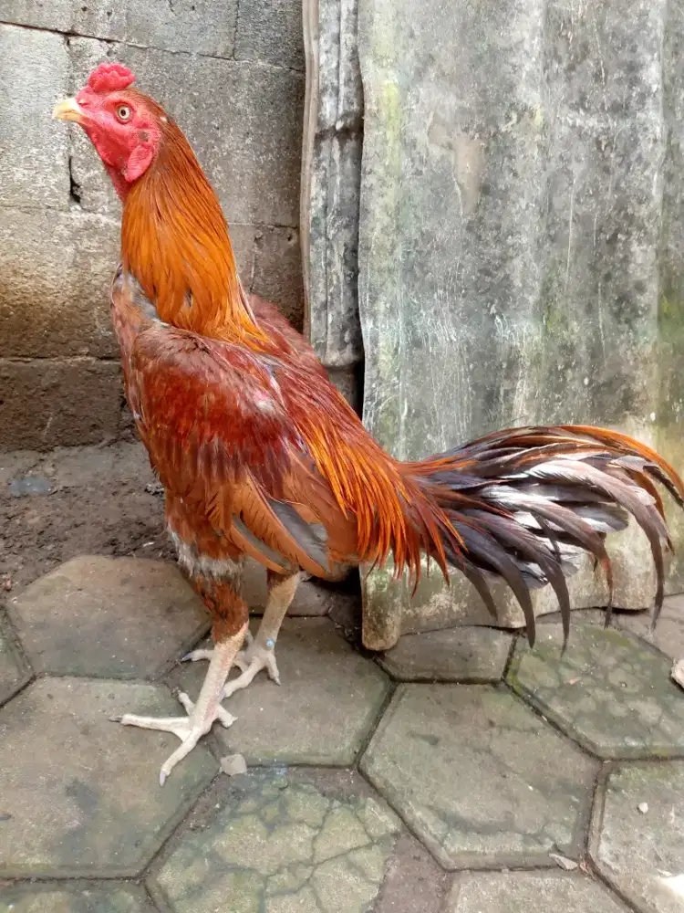 Ayam Bangkok Pama