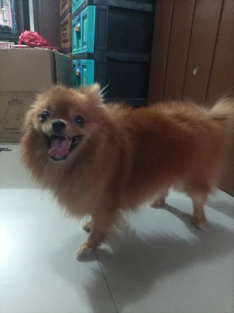 Minipom betina indukan