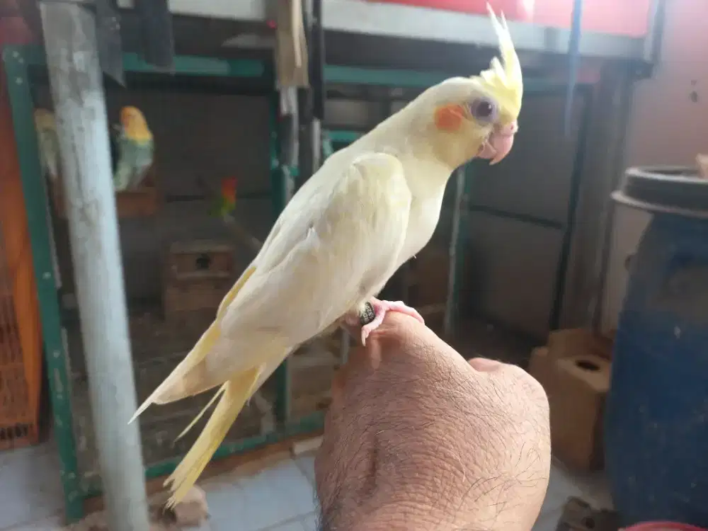 Baby falk lolohan jinak