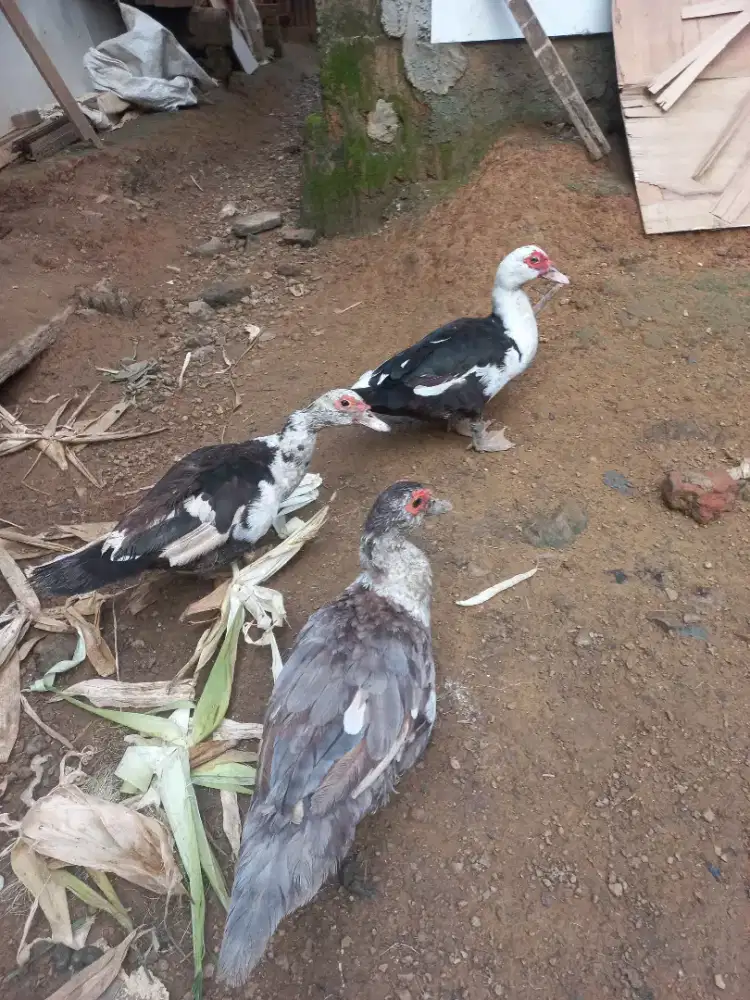 Di Jual 3 Ekor Entok Betina x jumbo