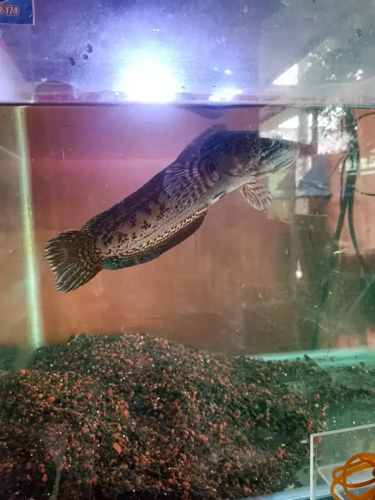 Channa Auranti dan Aquariumnya