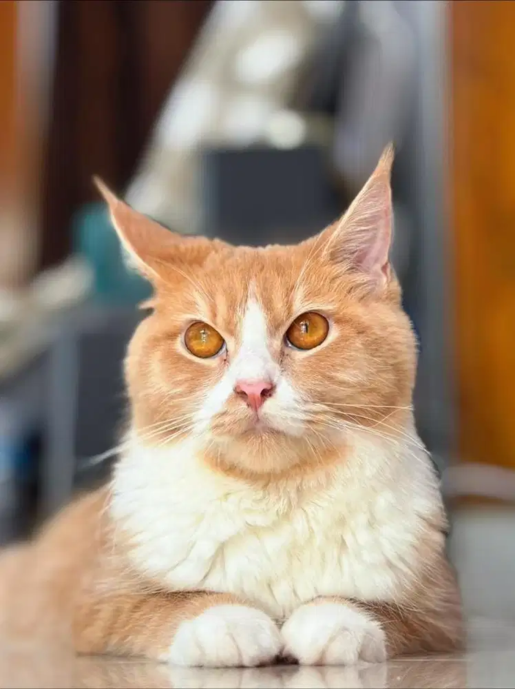 Kucing Betina Mainecoon