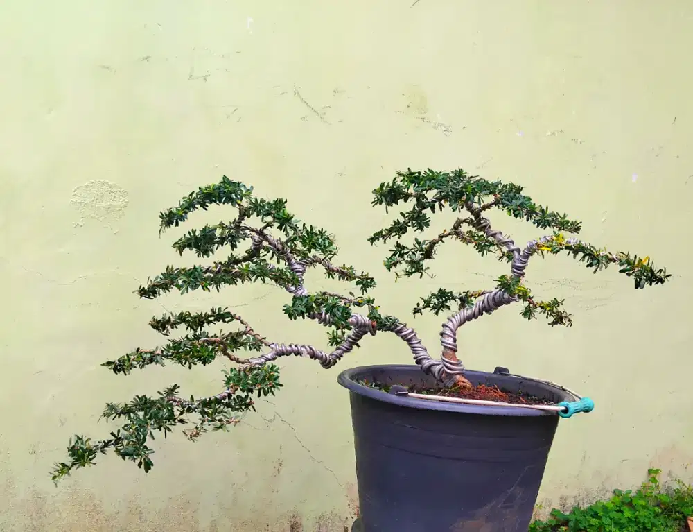 Bonsai Saeng Simbur Super Mikro Vietnam