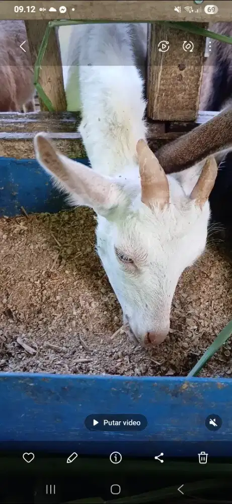 Kambing kacang putih mulus