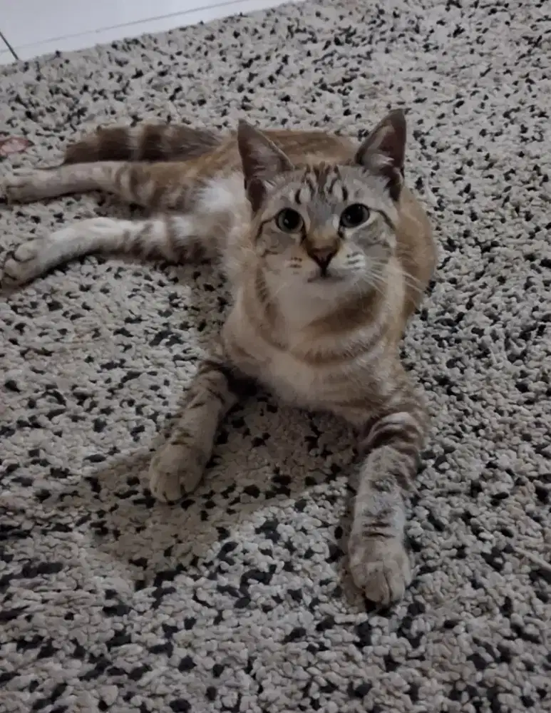 Kucing BSH mix lokal betina