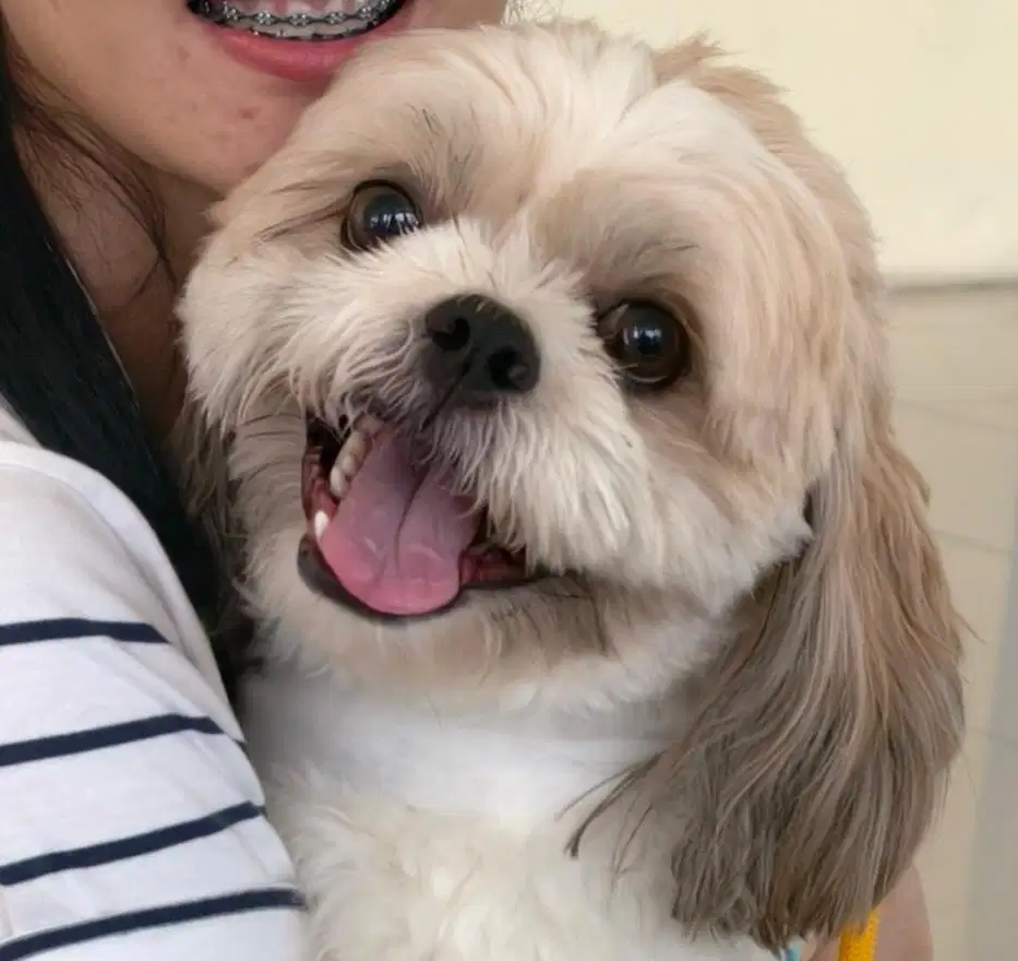 dibutuhkan ART wanita