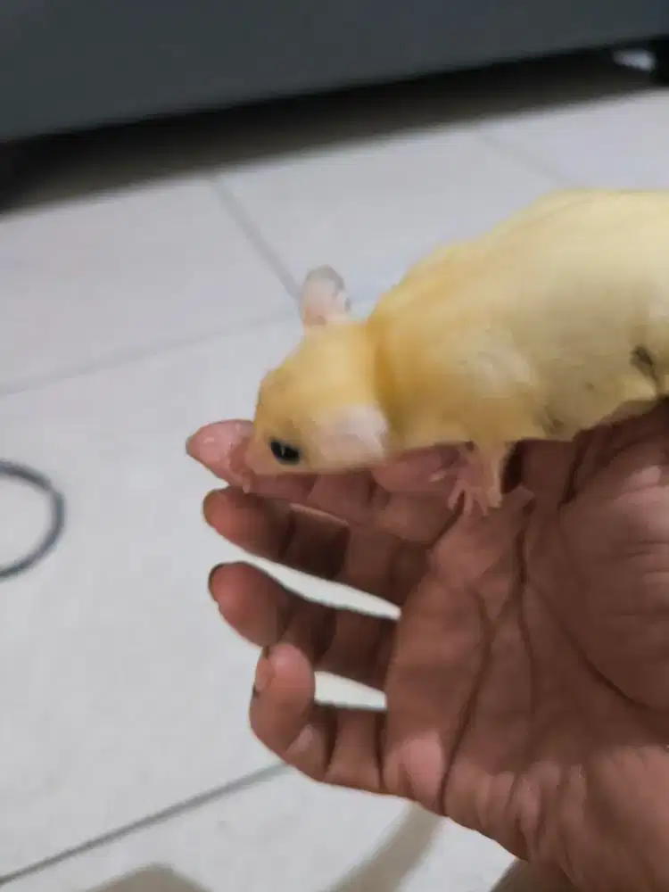 Sugar glider Leucistik