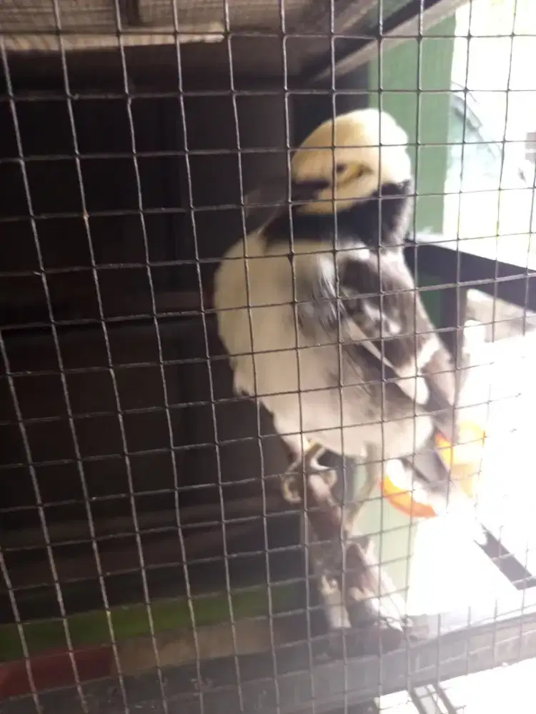 Burung jalak hongkong