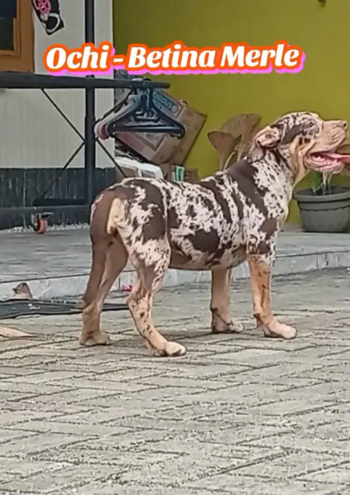 Pitbull Merle Redtan Trico