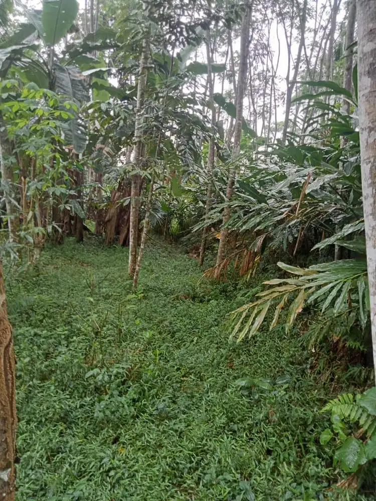 Jual kebun, tanah subur cocok untuk investasi.