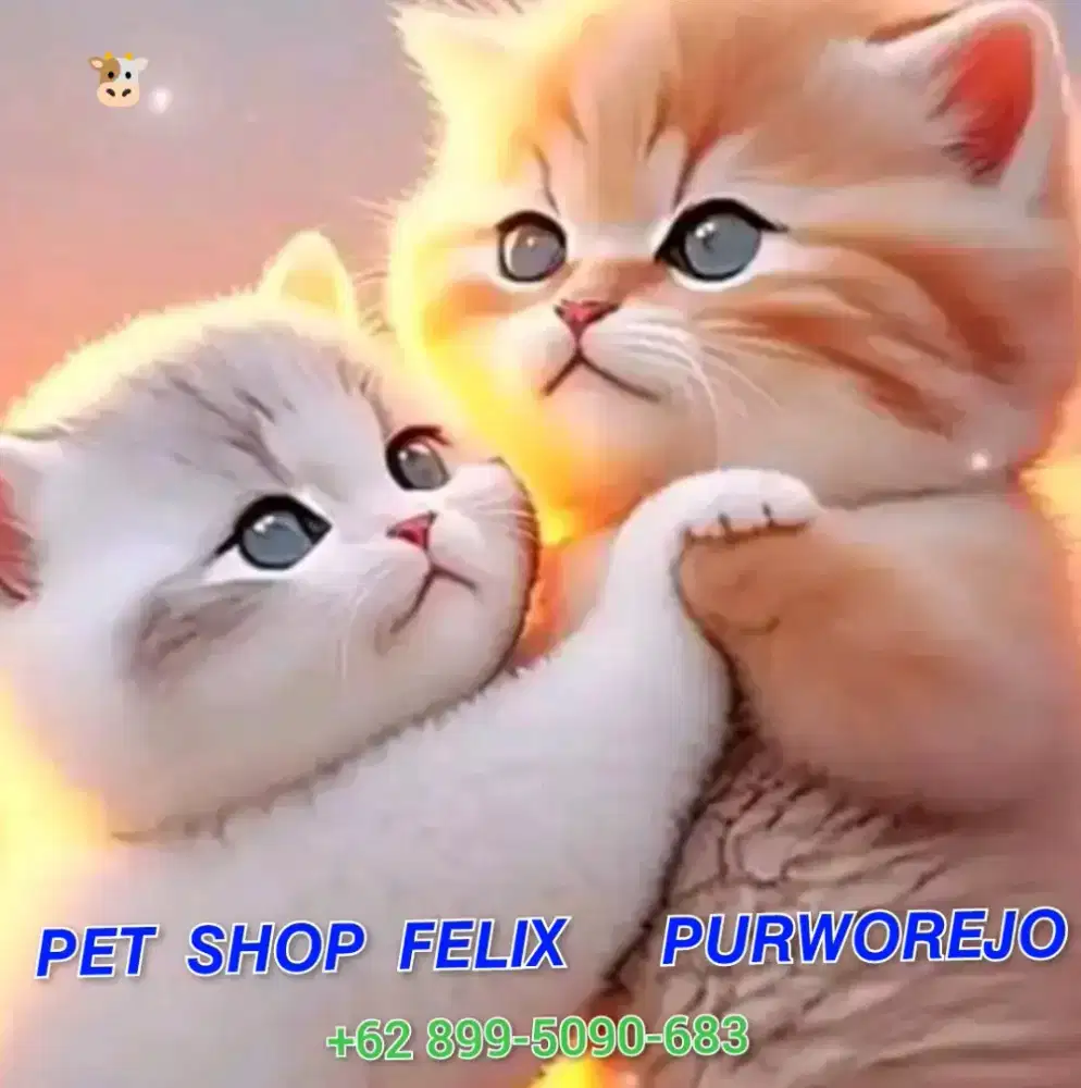 Jual Aksesoris kucing kesayangannya Anda di Pet Shop Felix Purworejo.