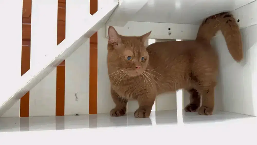 British Shorthair x munckhin cinamon 9 bulan