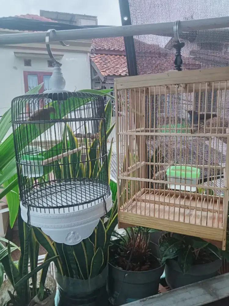 Burung kahicap ranting SMA burung jenggot mini