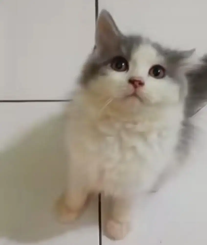 Lepas Adopsi BSH Long Hair