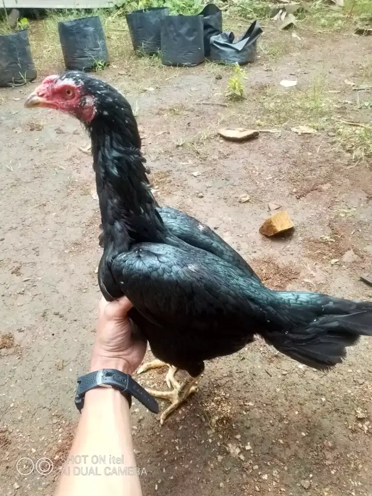 Jual ayam betina Bangkok pukul saraf