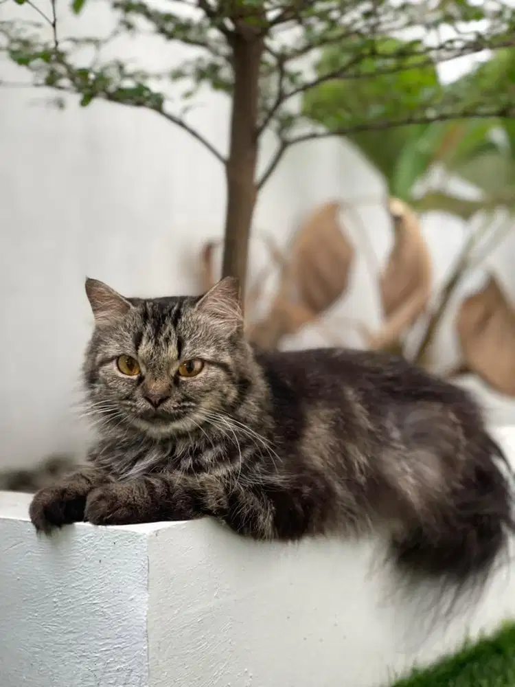 DIBUTUHKAN SEGERA ORANG UNTUK NGURUS KUCING DAN NGEJUALIN KUCING