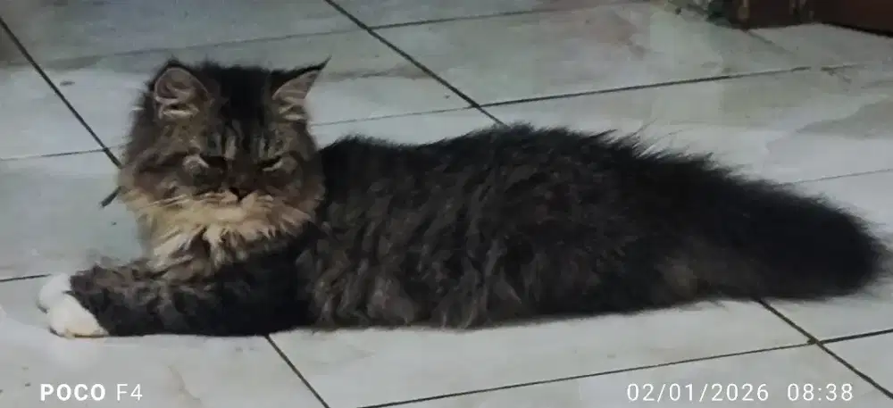 Kucing kitten Himalaya platnose