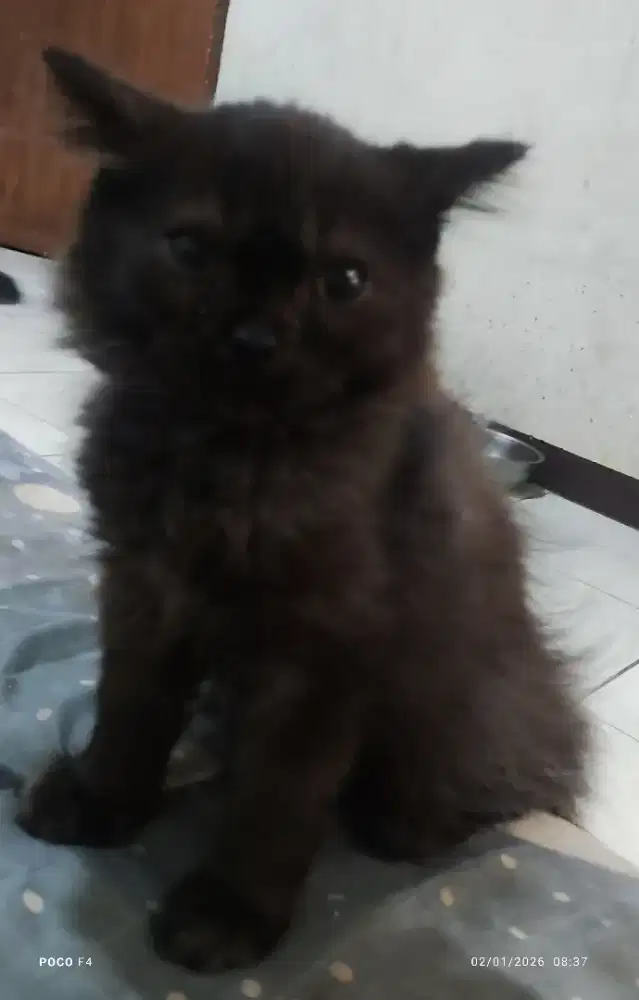 Kitten Himalaya platnose