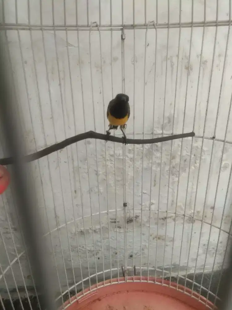 Kolibri kuning hitam jantan