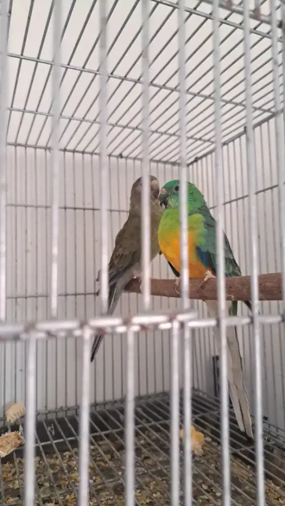 Burung Red Rumped Parakeet Sepasang Proven