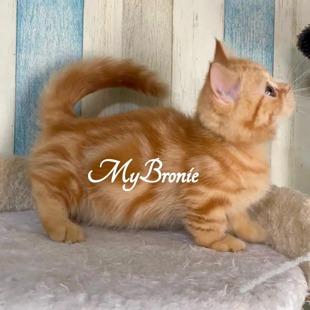 Kucing munchkin british jantan