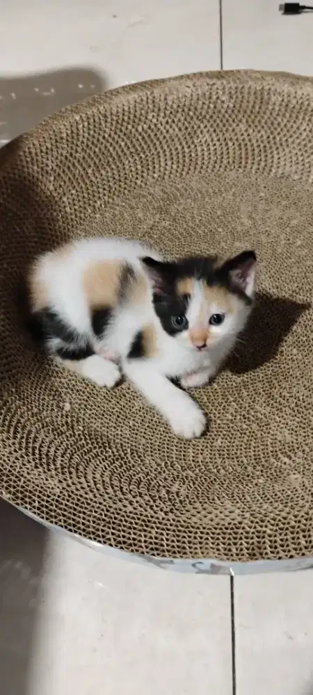 Open adopsi anak kucing