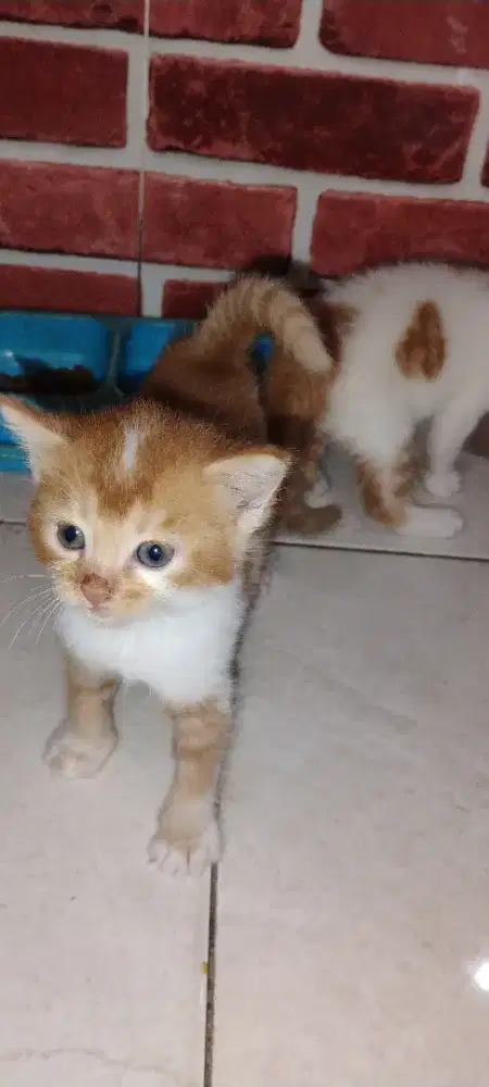 Open adopsi anak kucing