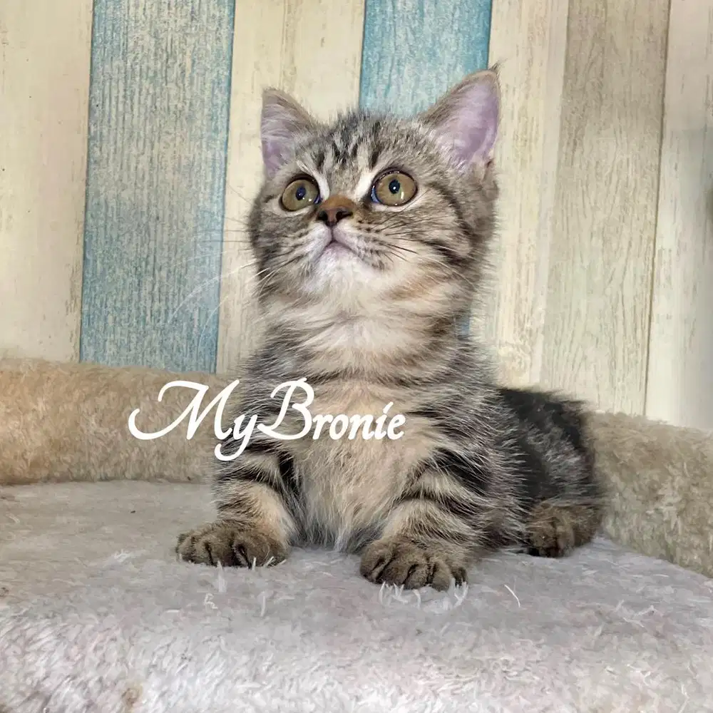 Kucing munchkin british jantan